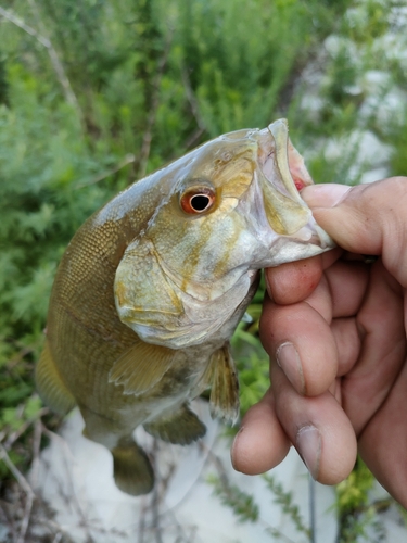 スモールマウスバスの釣果