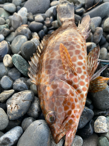 オオモンハタの釣果