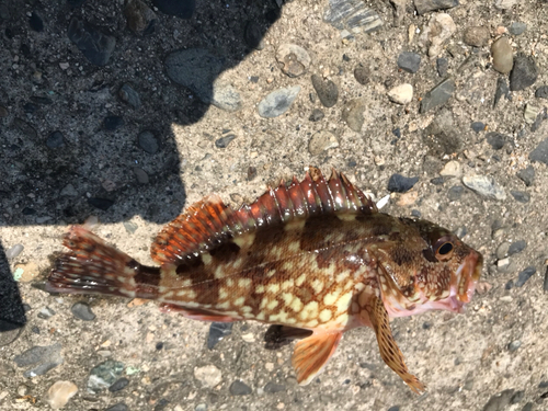 カサゴの釣果