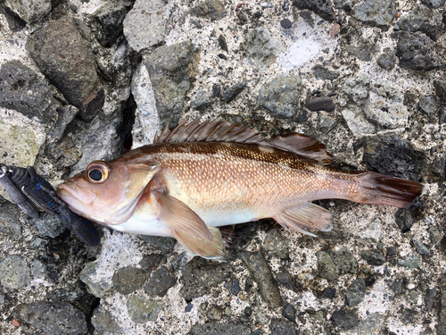 ガヤの釣果