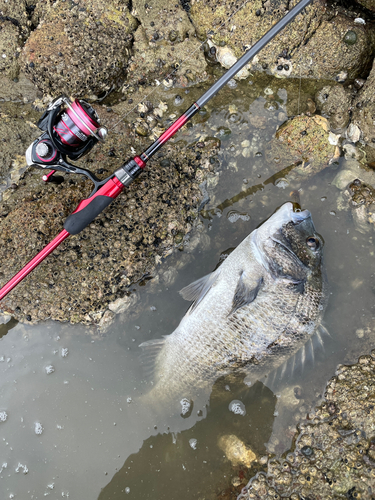 チヌの釣果