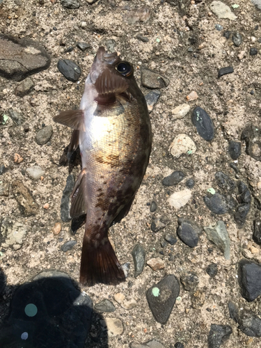 メバルの釣果