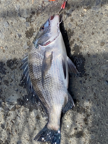 チヌの釣果