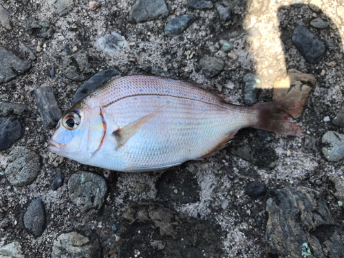 チャリコの釣果