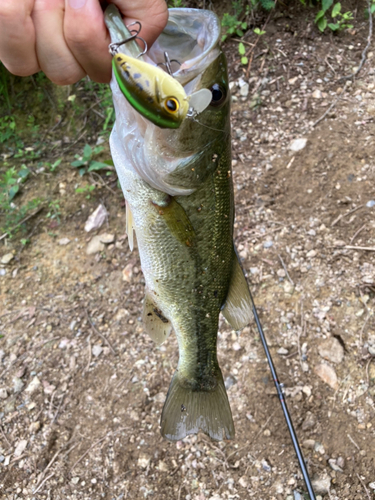 ラージマウスバスの釣果