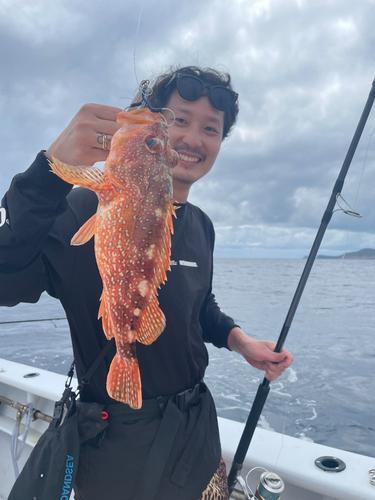 ウッカリカサゴの釣果