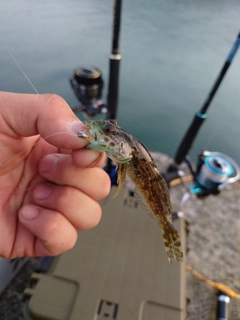 アナハゼの釣果