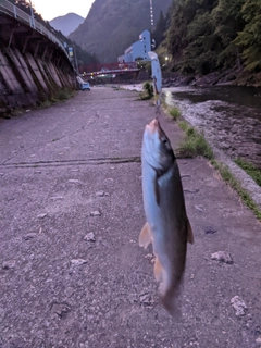 ウグイの釣果