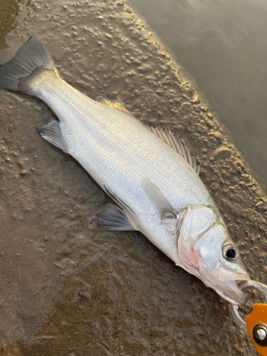 セイゴ（マルスズキ）の釣果