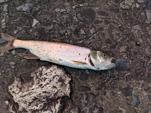 ケタバスの釣果