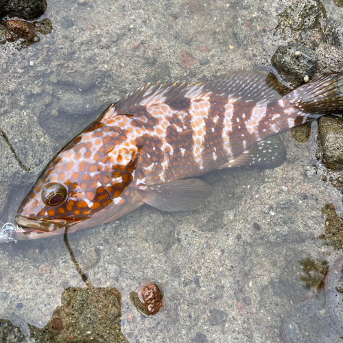 キジハタの釣果