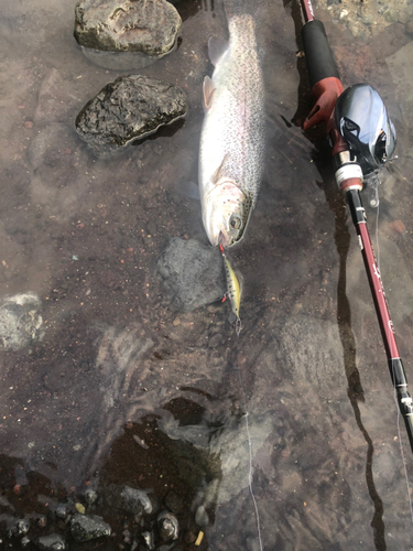 ニジマスの釣果