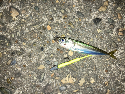 サバの釣果