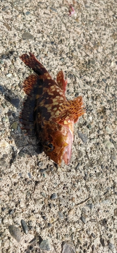 カサゴの釣果