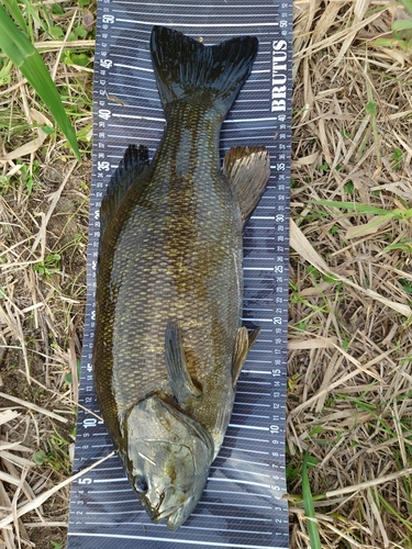 スモールマウスバスの釣果