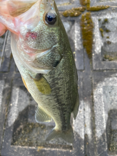 ラージマウスバスの釣果