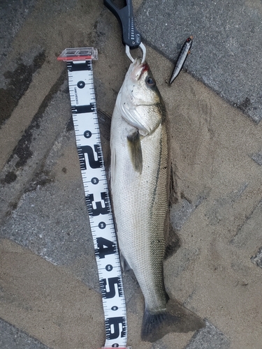 シーバスの釣果