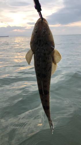 マゴチの釣果