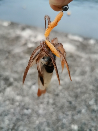 イカの釣果