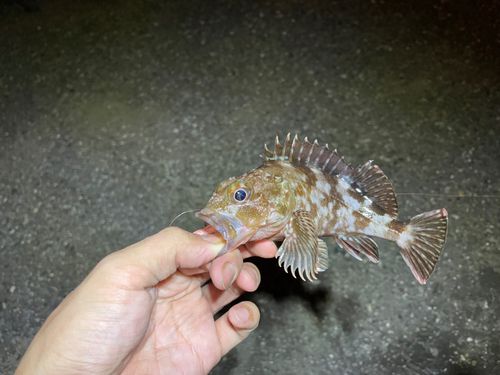 カサゴの釣果