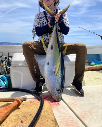 キハダマグロの釣果