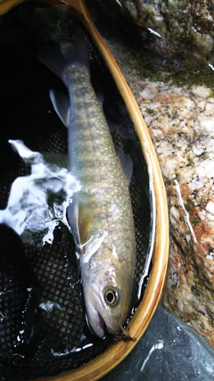 イワナの釣果