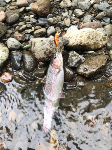 ニジマスの釣果