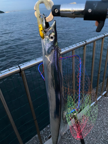 タチウオの釣果