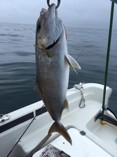 カンパチの釣果