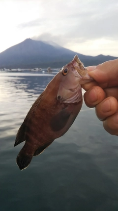 ヤミハタの釣果