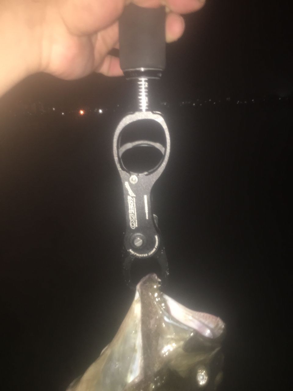 ヒラメ