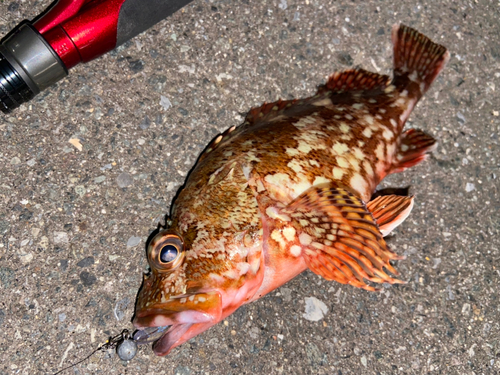 カサゴの釣果