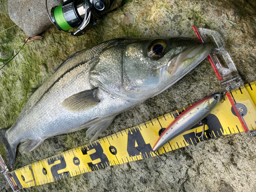 シーバスの釣果