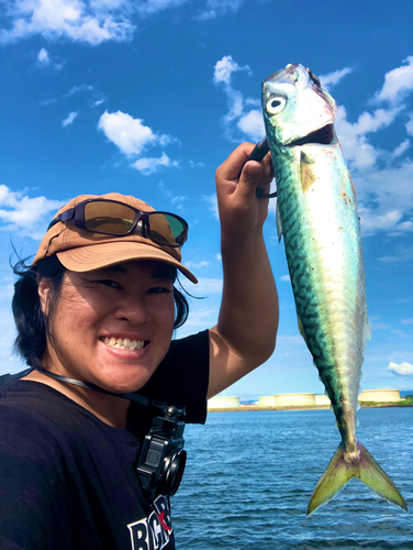 サバの釣果