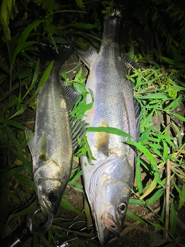 フッコ（マルスズキ）の釣果