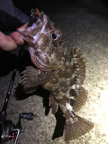 ガシラの釣果