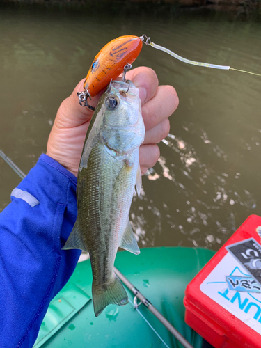 ラージマウスバスの釣果