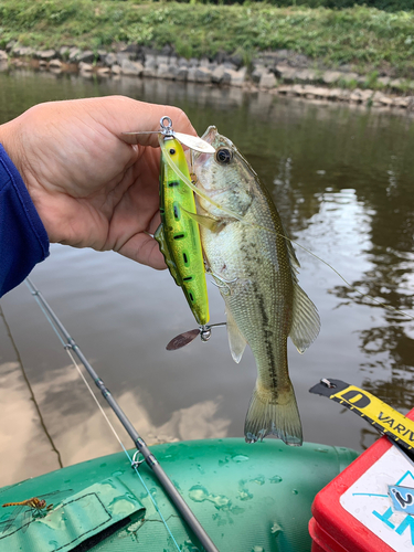 ラージマウスバスの釣果