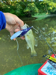 ラージマウスバスの釣果