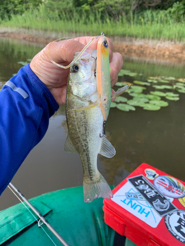 ラージマウスバスの釣果