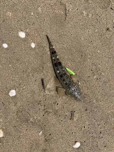 マゴチの釣果