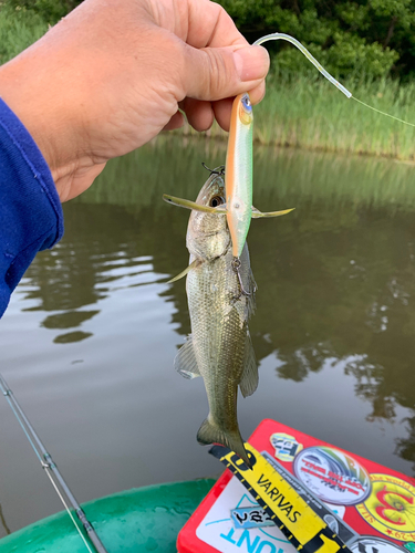 ラージマウスバスの釣果