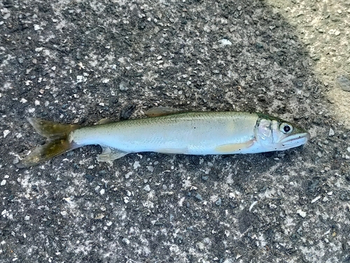 チアユの釣果