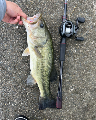 ブラックバスの釣果