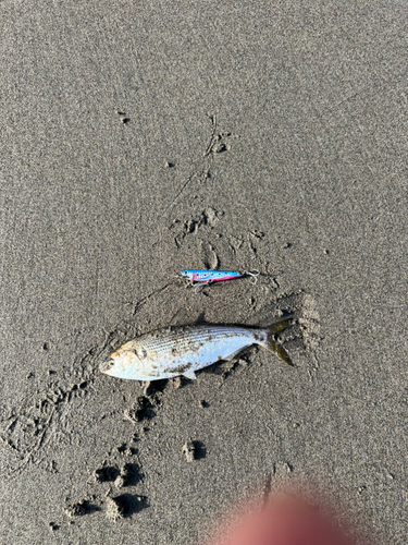 コノシロの釣果