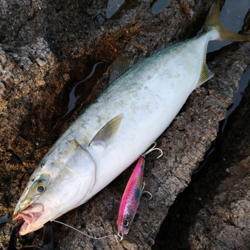 ハマチの釣果