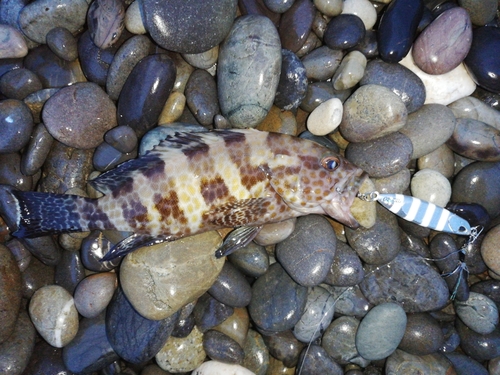 オオモンハタの釣果