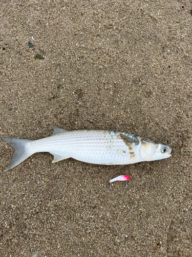 ボラの釣果