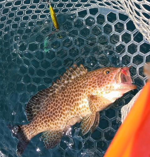 オオモンハタの釣果