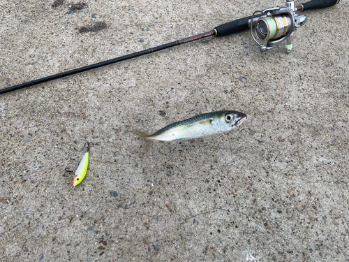 サバの釣果